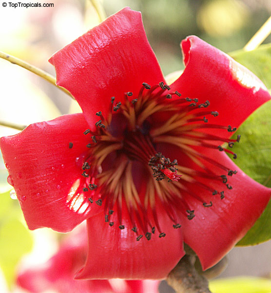 Превью Мандара